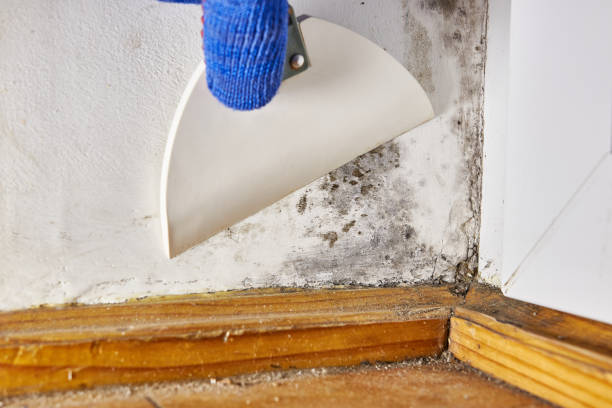 Best HVAC Mold Inspection and Cleaning  in Mitchell, IL