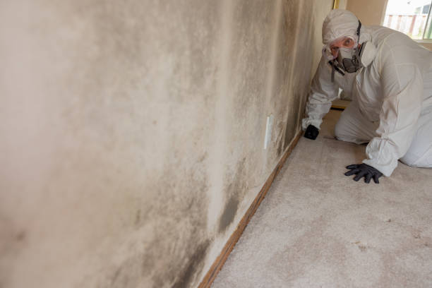 Best Mold Remediation for Healthcare Facilities  in Mitchell, IL